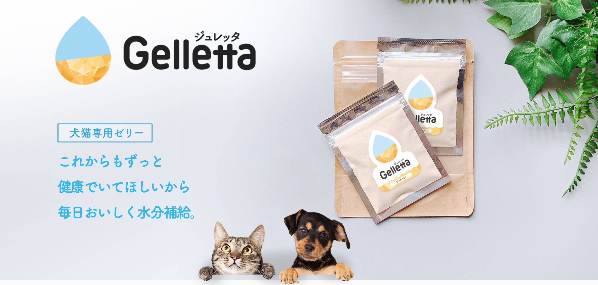 愛犬 愛猫の健康のために開発 水分補給のできる手作りゼリーの素 Gelletta ジュレッタ ーー合同会社wisham Startup Times